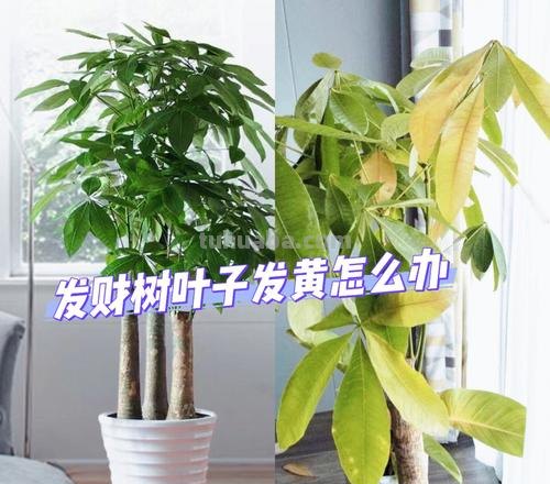 家庭养发财树,满足它的“喜好”,不黄叶不僵苗,蹭蹭往上窜