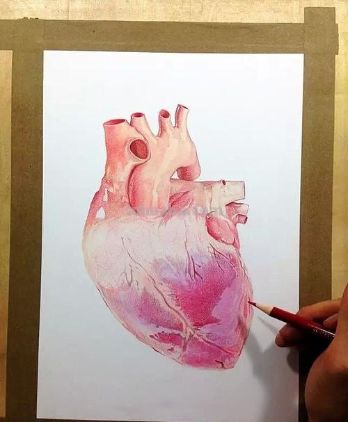 心脏构图的彩铅画怎么画 彩铅素描基础入门教程步骤？