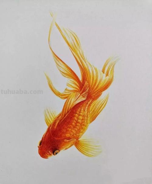 用彩铅画红头金鱼怎么画 金鱼风筝怎么用彩铅涂颜色?