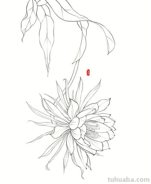 昙花怎么画简笔画图片 昙花素描步骤？