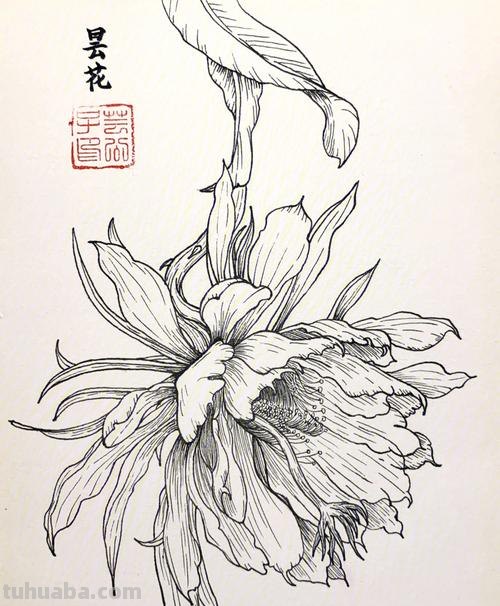 昙花怎么画简笔画图片 昙花素描步骤？