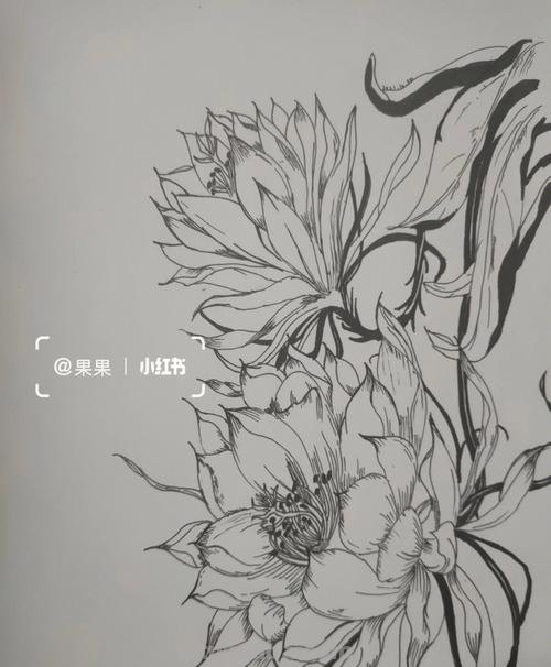 昙花怎么画简笔画图片 昙花素描步骤？