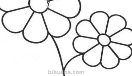 昙花怎么画简笔画图片 昙花素描步骤？