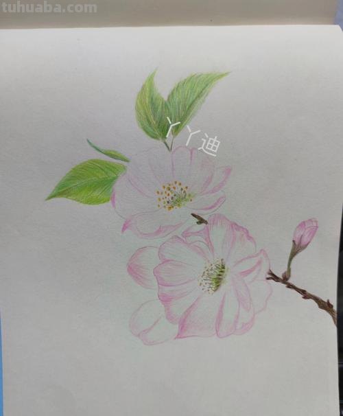 自己用彩铅画樱花怎么画 怎样画樱花？