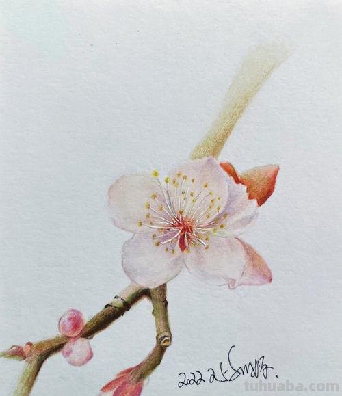 自己用彩铅画樱花怎么画 怎样画樱花？