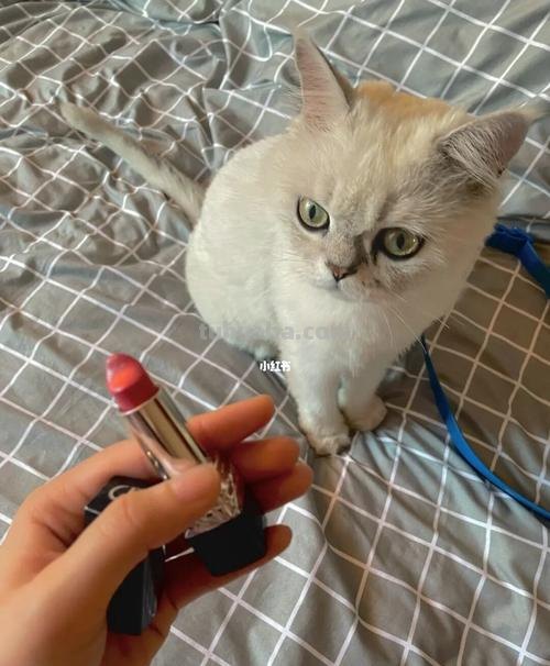 狐狸和猫手抄报怎么画口红 用口红画画简单又好看？