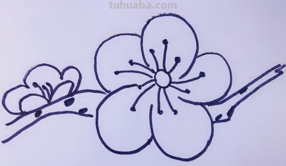 怎么画梅花简笔画图片 【梅花简笔画怎么画】梅花的画法？