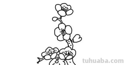 怎么画梅花简笔画图片 【梅花简笔画怎么画】梅花的画法？