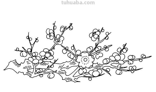 怎么画梅花简笔画图片 【梅花简笔画怎么画】梅花的画法？