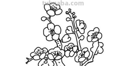 怎么画梅花简笔画图片 【梅花简笔画怎么画】梅花的画法？