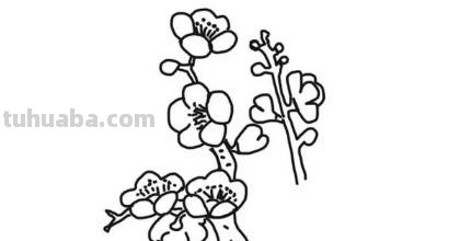 怎么画梅花简笔画图片 【梅花简笔画怎么画】梅花的画法？