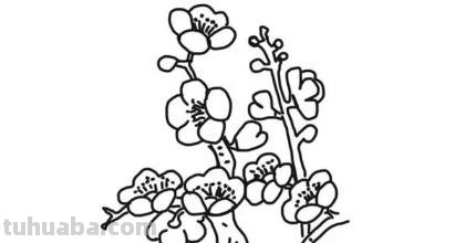 怎么画梅花简笔画图片 【梅花简笔画怎么画】梅花的画法？
