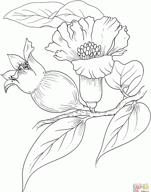 石榴花怎么画简笔画 石榴的简笔画怎么画，一看步骤就会画？