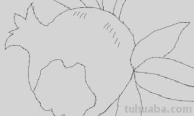 石榴花怎么画简笔画 石榴的简笔画怎么画，一看步骤就会画？