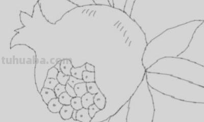 石榴花怎么画简笔画 石榴的简笔画怎么画，一看步骤就会画？
