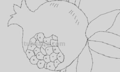 石榴花怎么画简笔画 石榴的简笔画怎么画，一看步骤就会画？