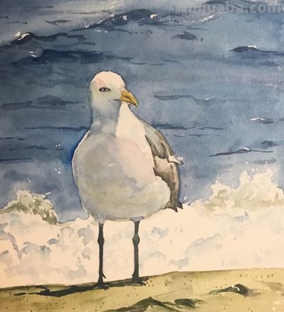 海鸥色彩及海鸥色彩画 