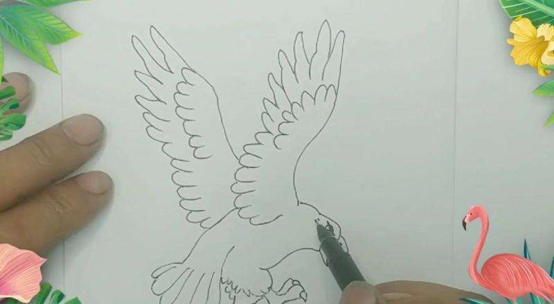 只要5步，教你画一只展翅飞翔的老鹰