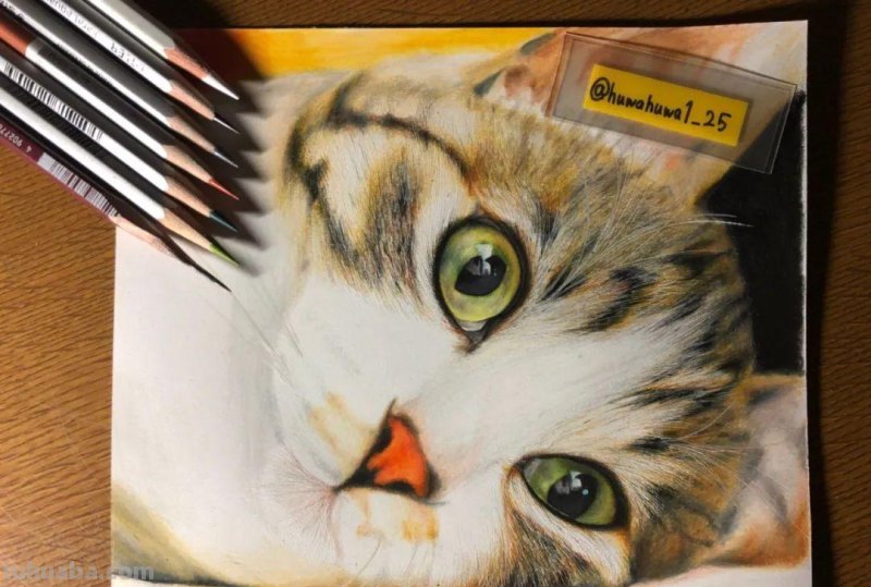 日本19岁插画少年用彩铅画猫火了，“我怀疑他把猫摁在了纸上”！