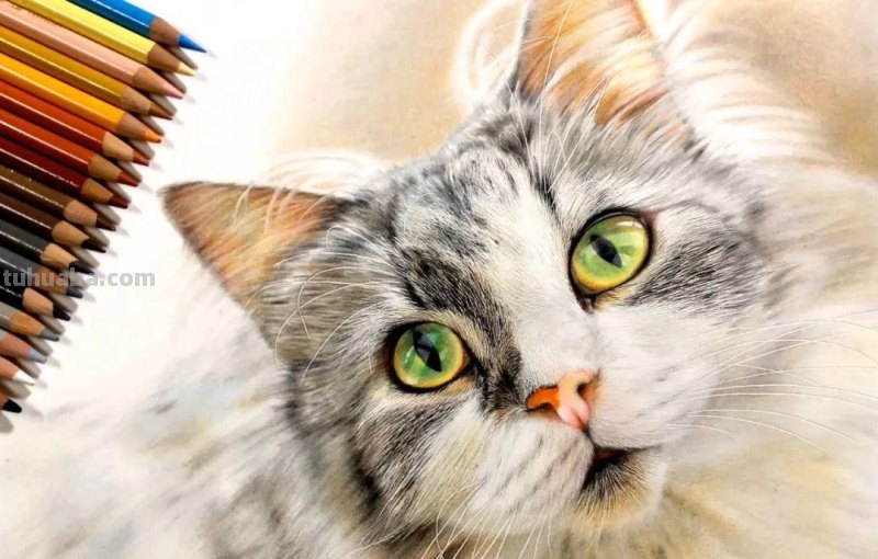 日本19岁插画少年用彩铅画猫火了，“我怀疑他把猫摁在了纸上”！