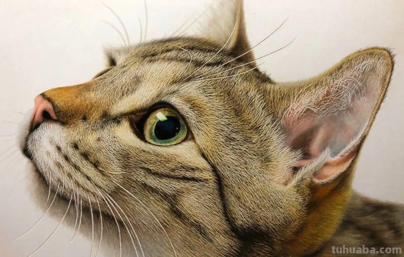 日本19岁插画少年用彩铅画猫火了，“我怀疑他把猫摁在了纸上”！