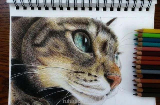 日本19岁插画少年用彩铅画猫火了，“我怀疑他把猫摁在了纸上”！