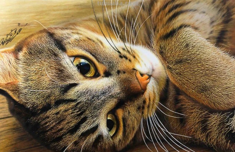 日本19岁插画少年用彩铅画猫火了，“我怀疑他把猫摁在了纸上”！