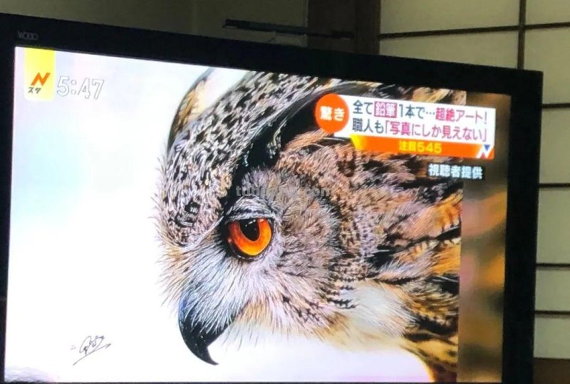 日本19岁插画少年用彩铅画猫火了，“我怀疑他把猫摁在了纸上”！