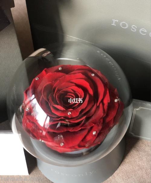 roseonly roseonly旗舰店
