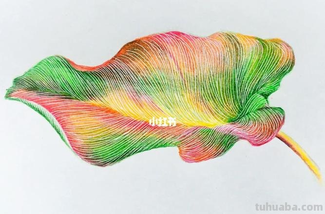 用彩铅画叶子图片怎么画 彩铅画简单小学生？