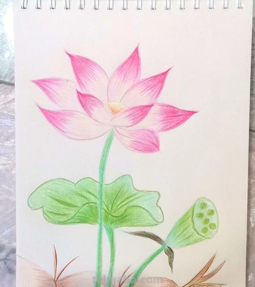 荷叶怎么画简笔画彩铅画 怎样画荷花荷叶？