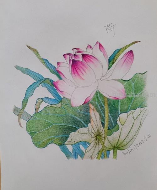 荷叶怎么画简笔画彩铅画 怎样画荷花荷叶？