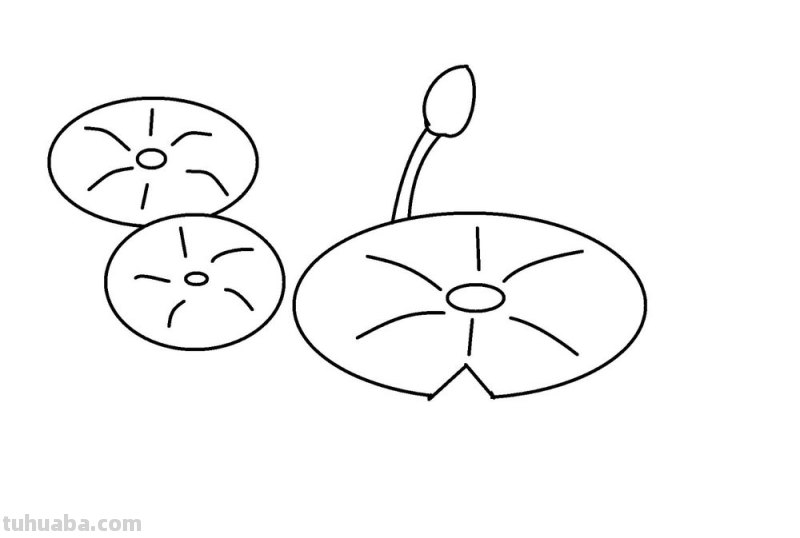 荷叶怎么画简笔画彩铅画 怎样画荷花荷叶？
