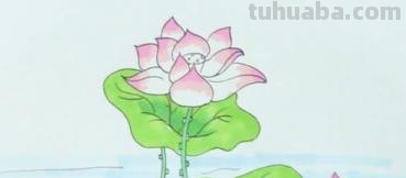 荷叶怎么画简笔画彩铅画 怎样画荷花荷叶？