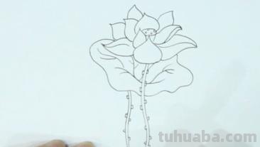 荷叶怎么画简笔画彩铅画 怎样画荷花荷叶？