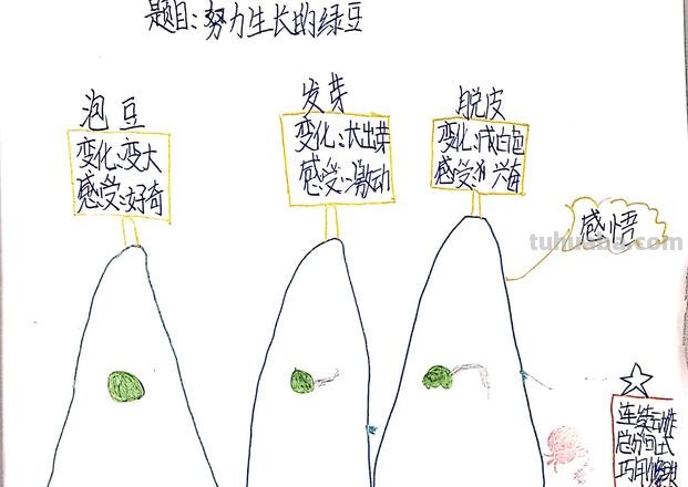 大豆生长思维导图怎么画 植物导图怎么做？