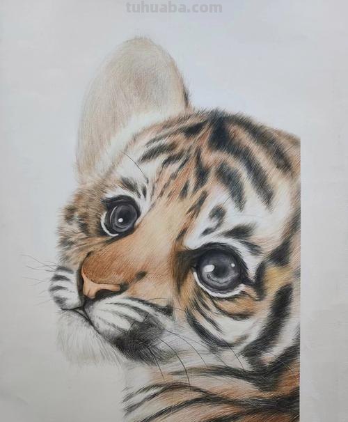 彩铅卡通画老虎怎么画 老虎怎么画？
