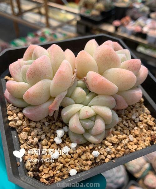 多肉的尽头是哪些品种？有人说是橙子和冰玉，但这些品种也不错！
