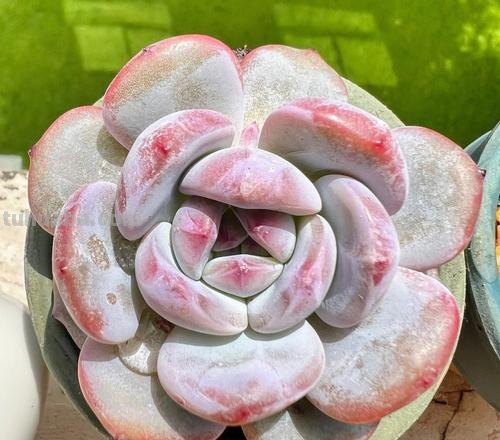 多肉的尽头是哪些品种？有人说是橙子和冰玉，但这些品种也不错！