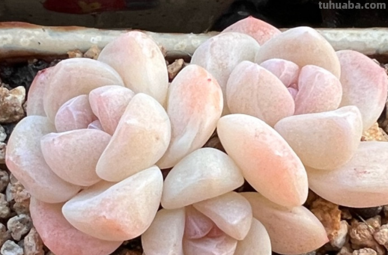 多肉的尽头是哪些品种？有人说是橙子和冰玉，但这些品种也不错！