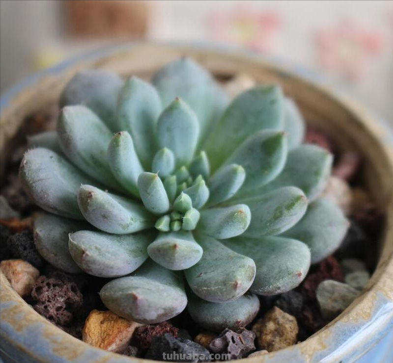 多肉植物叶子发软怎么办？教你三招，让它重新挺拔起来！