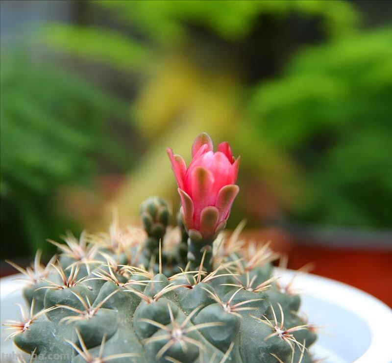 多肉植物叶子发软怎么办？教你三招，让它重新挺拔起来！