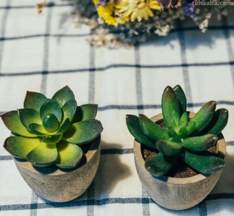 多肉植物叶子发软怎么办？教你三招，让它重新挺拔起来！