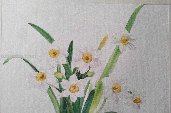 水仙的色彩及水仙色彩画:探寻自然之美,绽放春天的色彩