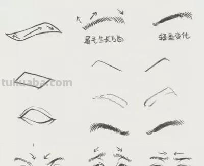 眉毛种类速写 五官速写技巧口诀？
