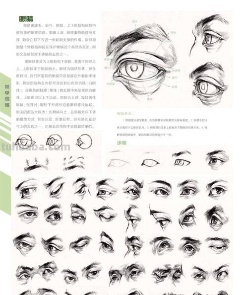 眉毛种类速写 五官速写技巧口诀？