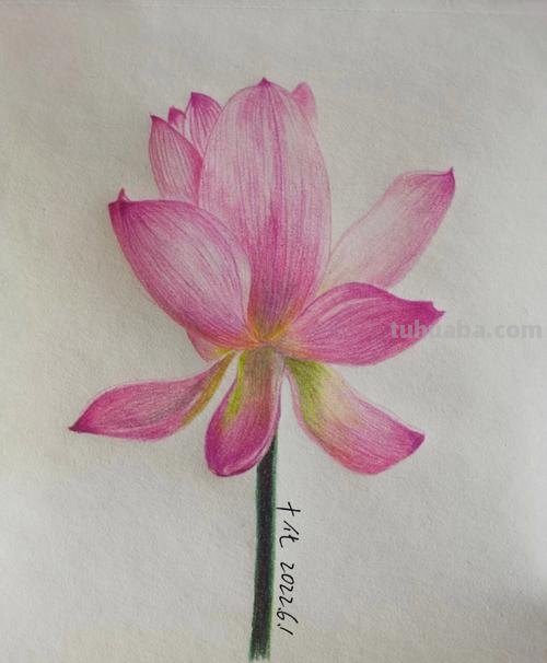 用彩铅画简单荷花怎么画 4开纸荷花彩铅画？