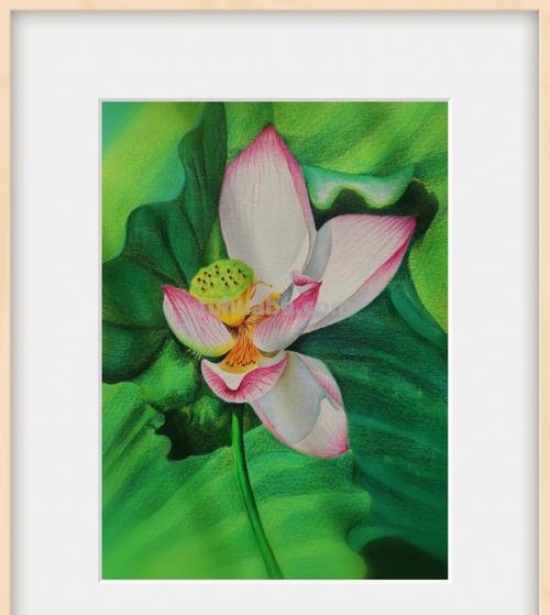 用彩铅画简单荷花怎么画 4开纸荷花彩铅画？