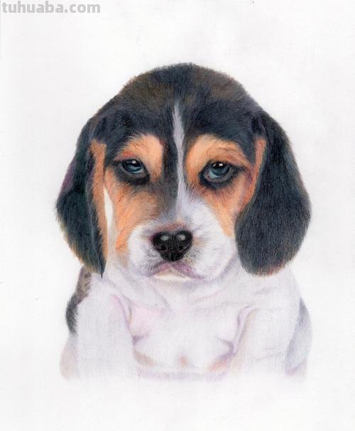 小狗的背景彩铅画怎么画 简单彩铅画?