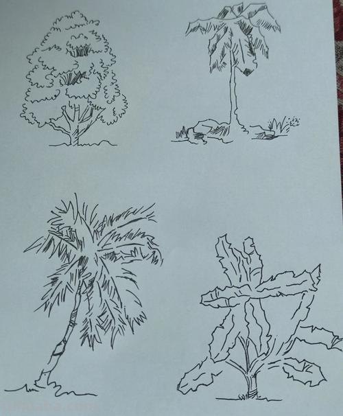低矮植物速写 速写时怎么快速画出叶子而不失准？